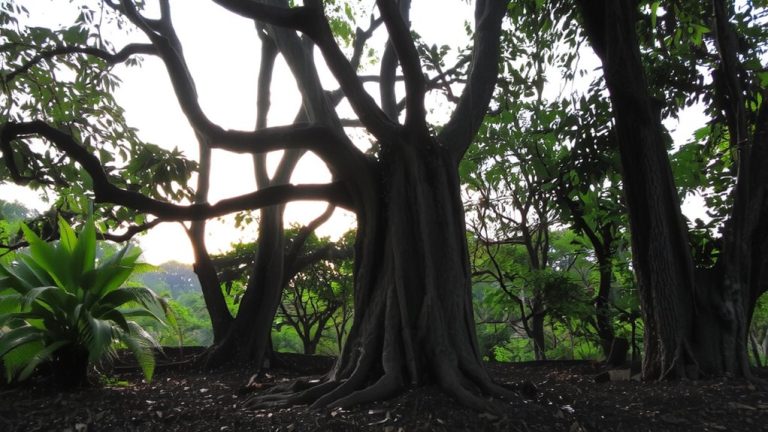 agroforestry mimicking rainforest canopy