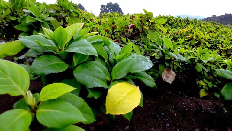 assam second flush monsoon impact