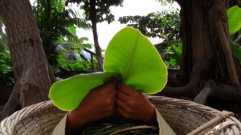 banana leaves packaging tea