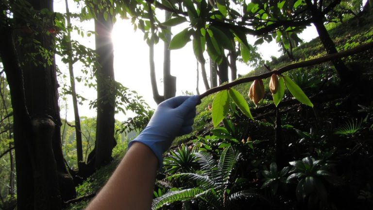 costa rica shade tolerant tea research