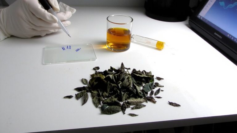 dna barcoding verifies organic tea