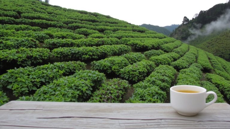 elevating global tea appreciation