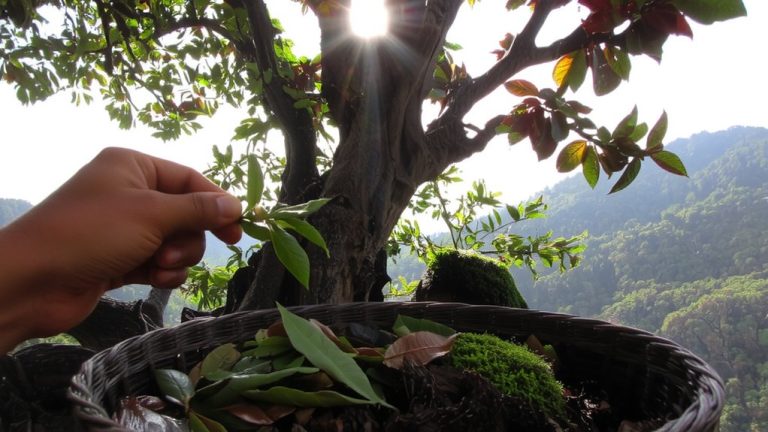 ethiopian wild tea forests
