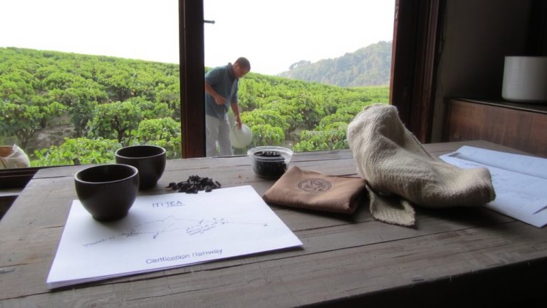 guatemalan highland tea cooperatives