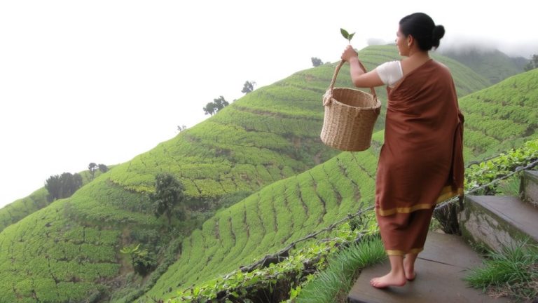 hand plucked heritage tea harvesting