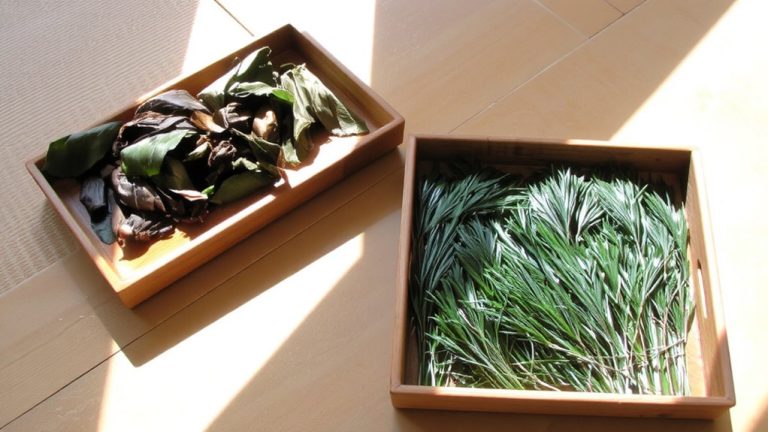 harvest and processing differences