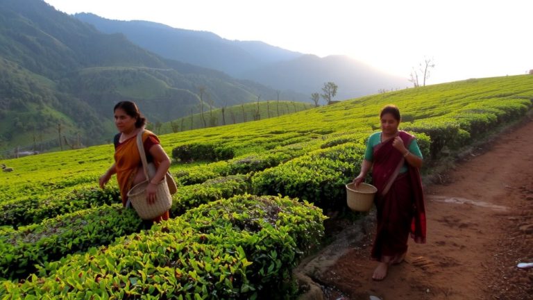 indian women tea pluckers