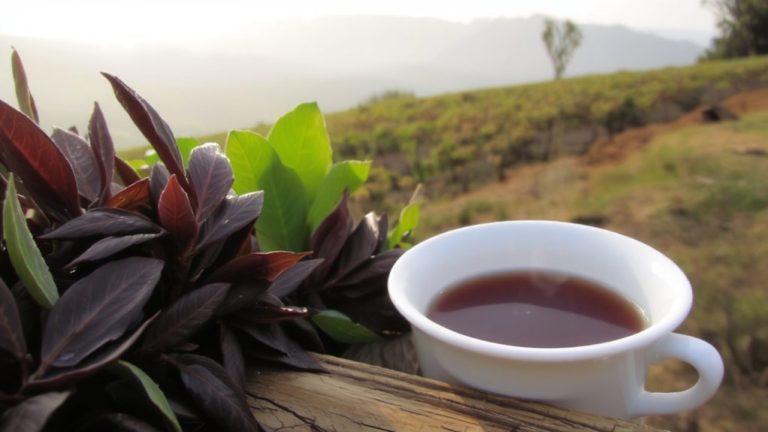 kenyan purple tea health benefits