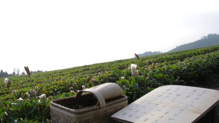 korean lunar calendar green tea harvest