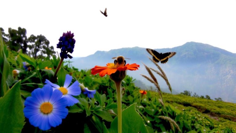 pollinator habitat restoration