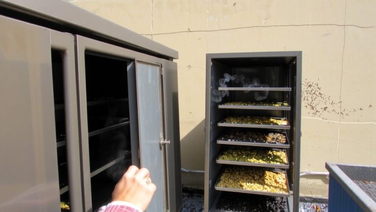 solar dehydration enhances tea quality