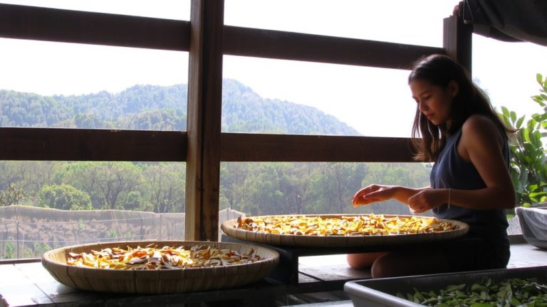 solar drying prevents mold