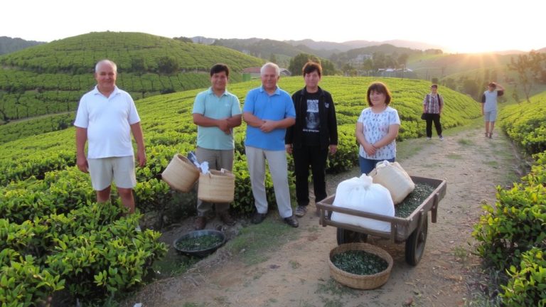 tea marketing cooperatives