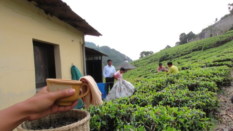 tea workers housing wages