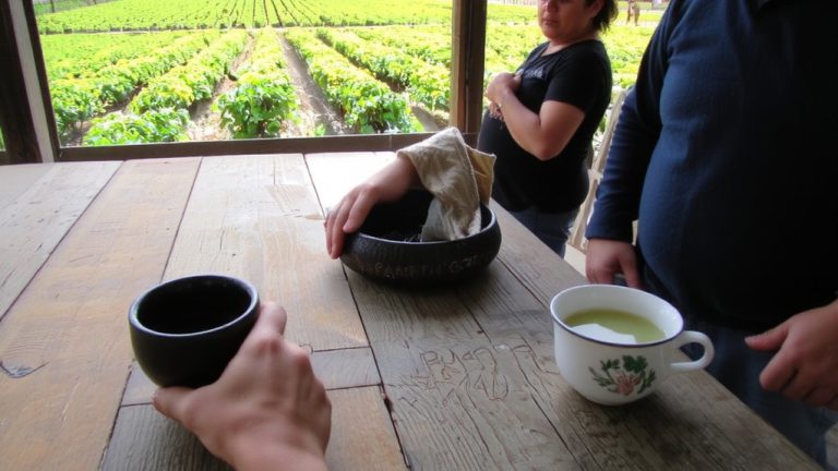 uruguayan tea acceptance challenges