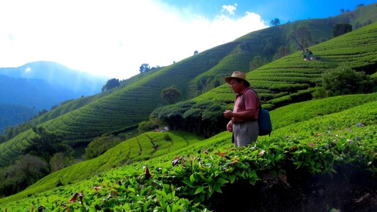 year round nilgiri tea harvest